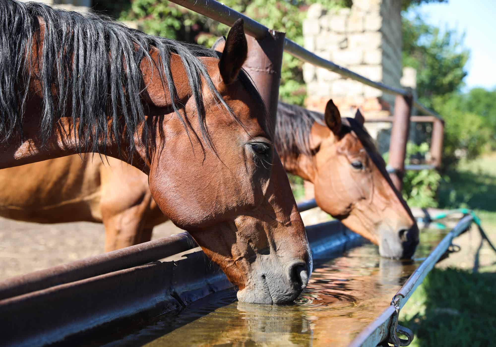 cavalo bebendo água