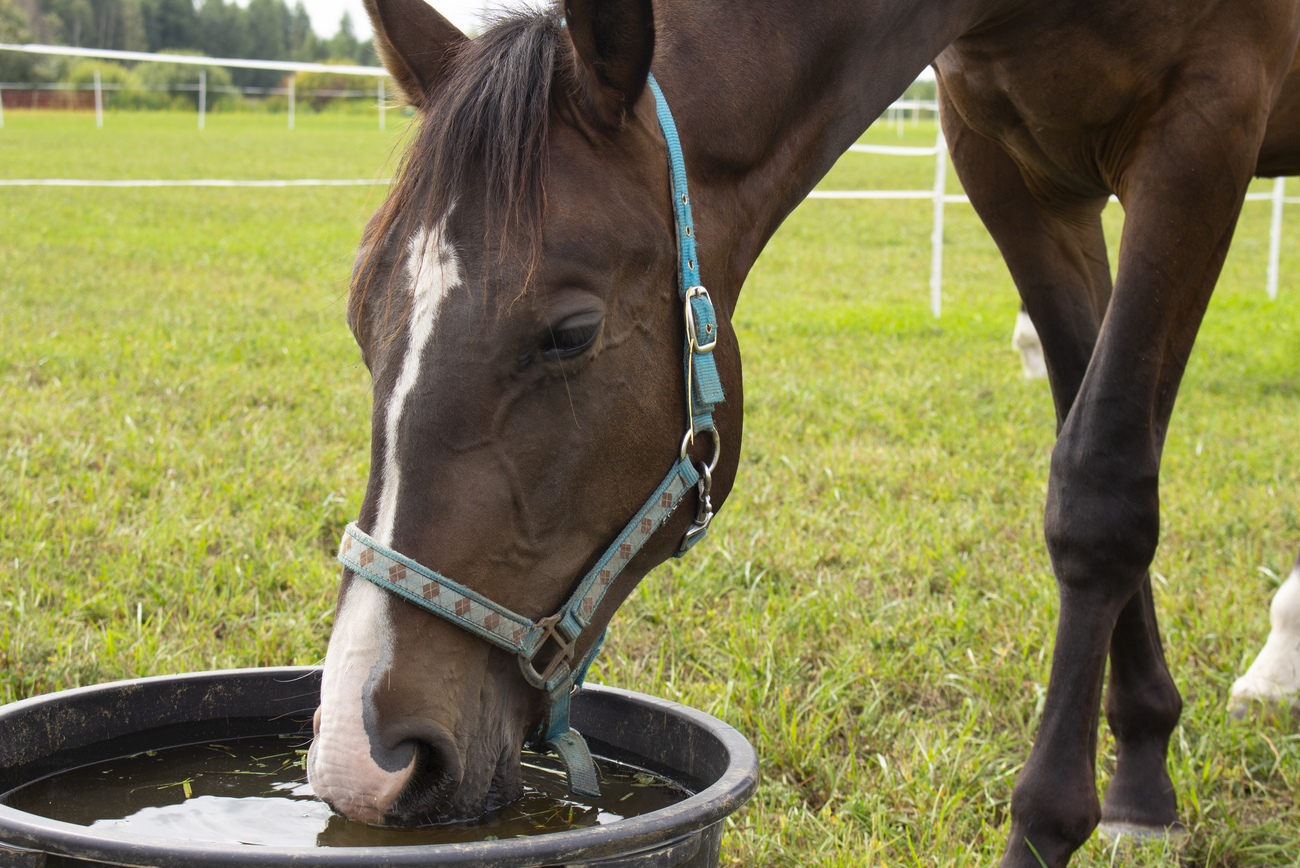 hidratação cavalo