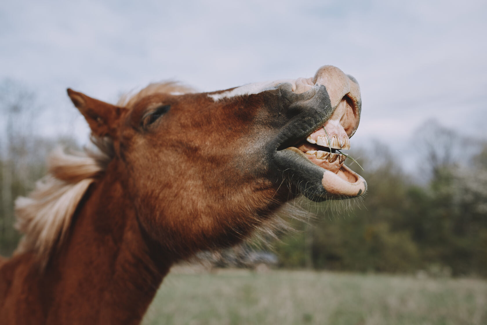 cuidado dentário cavalo
