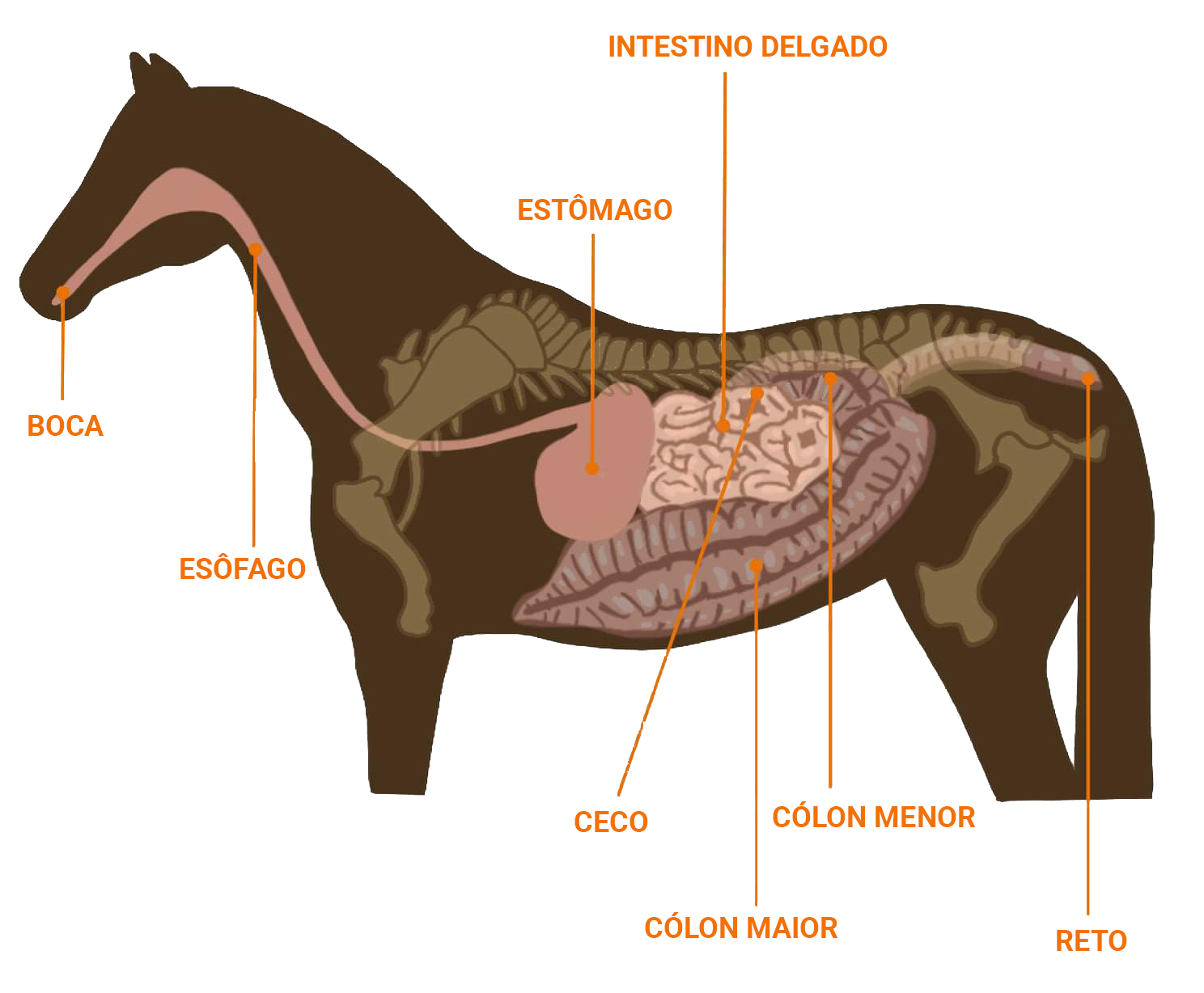 sistema digestivo cavalos