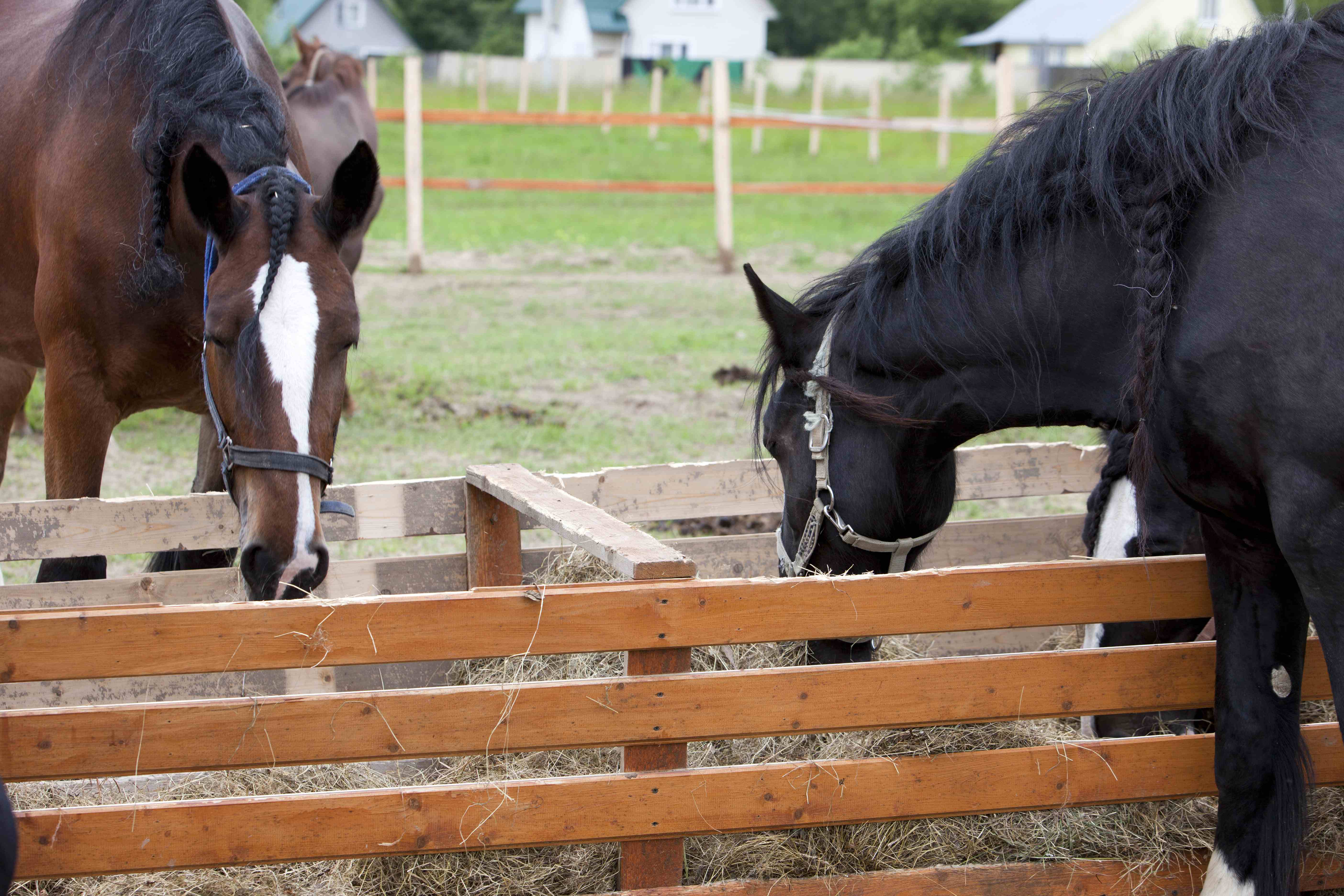 5 dicas para o manejo dos cavalos na fazenda. - Blog Premix