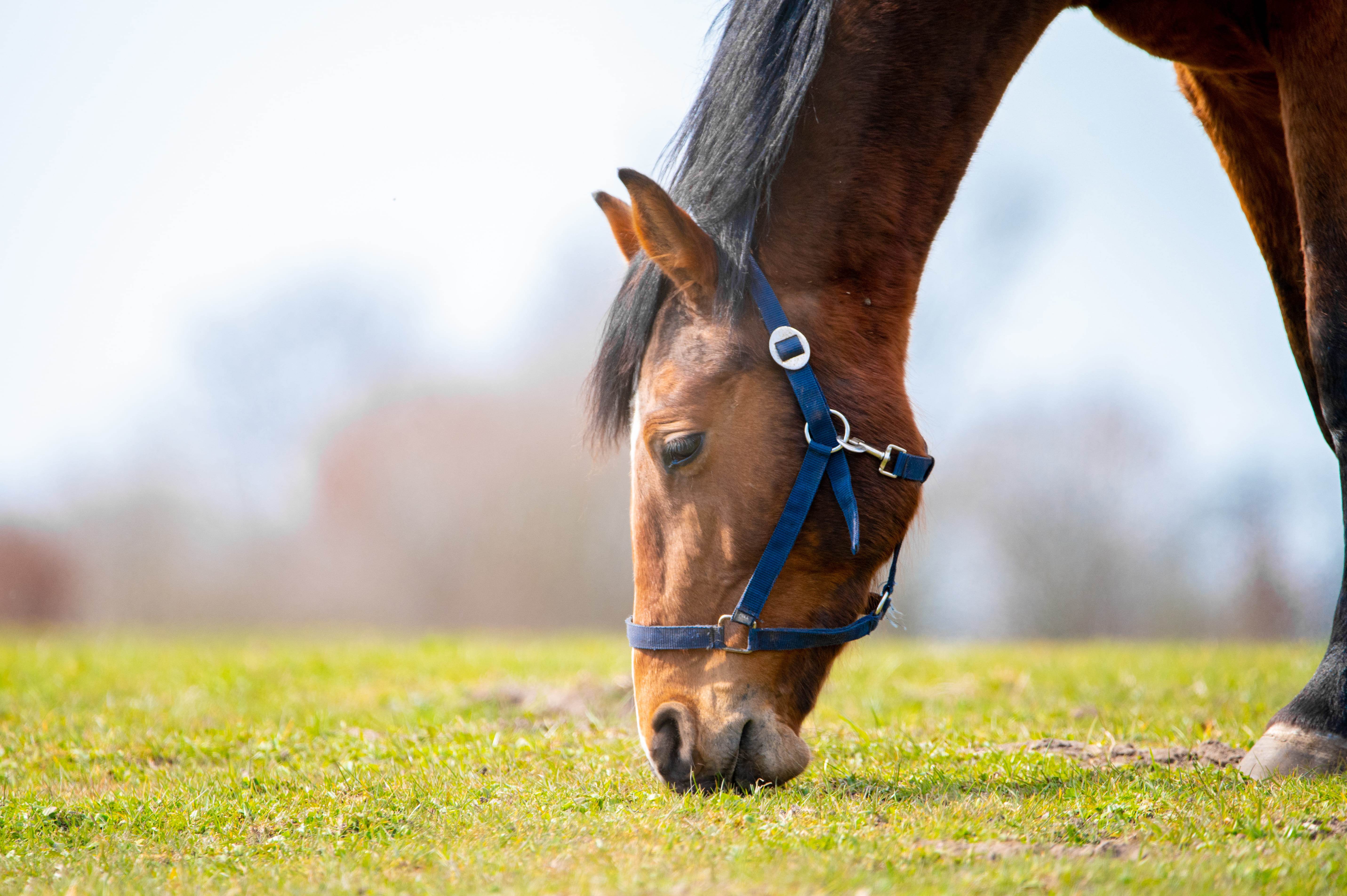 5 dicas para o manejo dos cavalos na fazenda. - Blog Premix