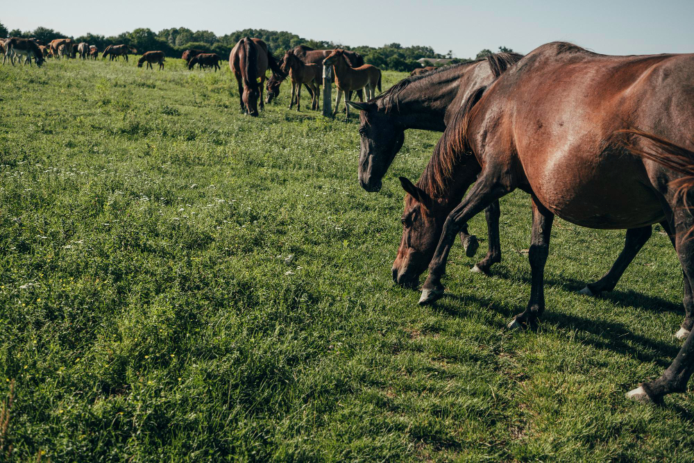 cavalos no pasto