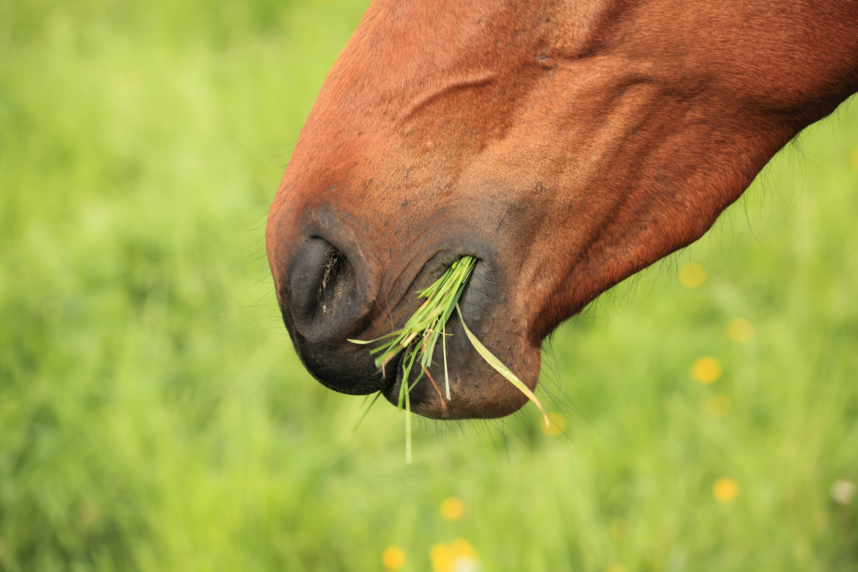 alimentação lenta para equinos
