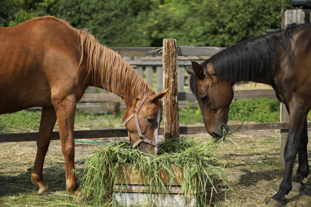 alimentação cavalos