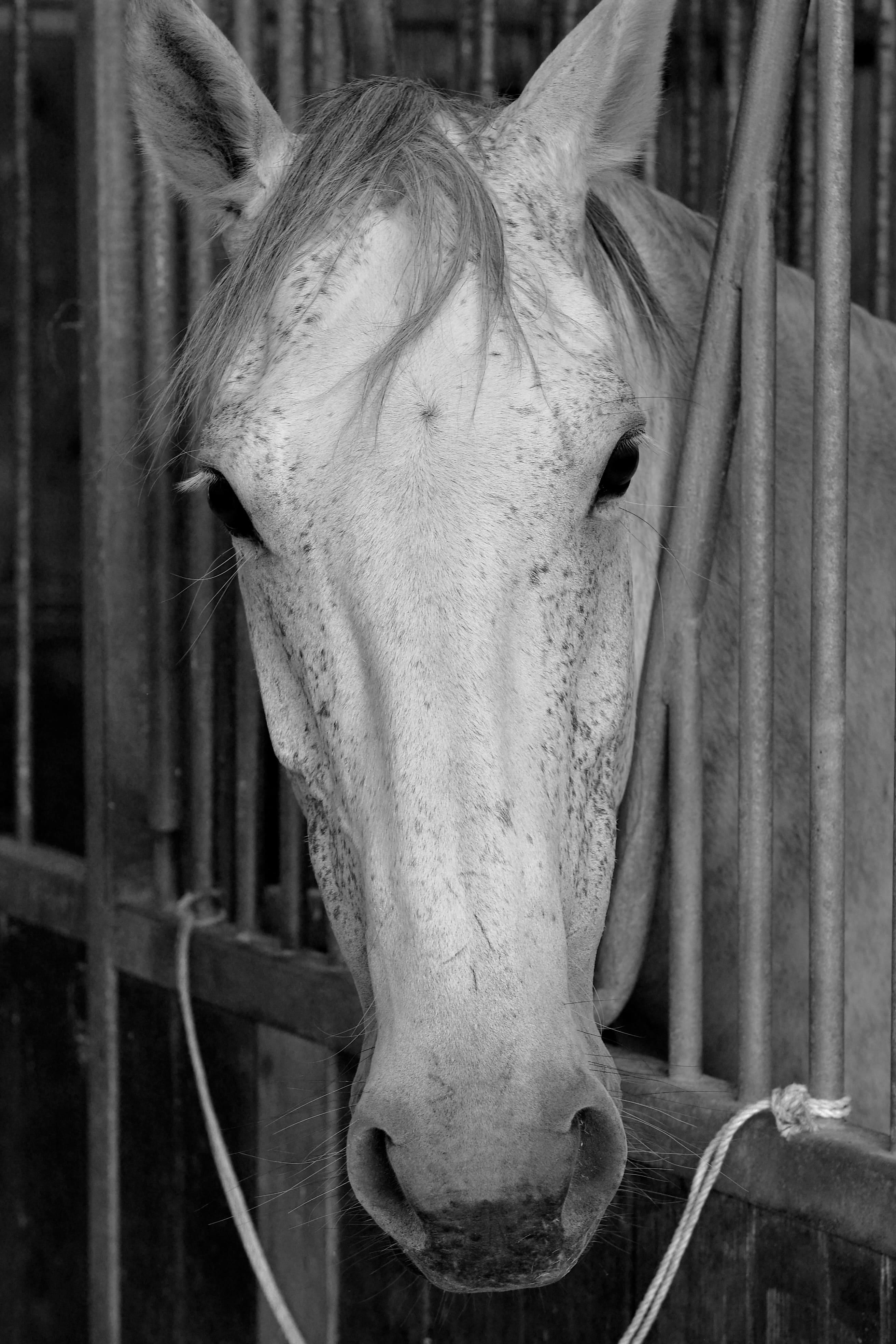 cavalo idoso