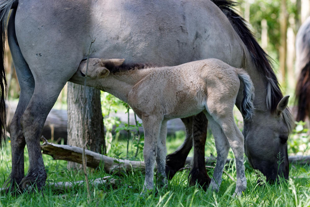 desempenho reprodutivo equino