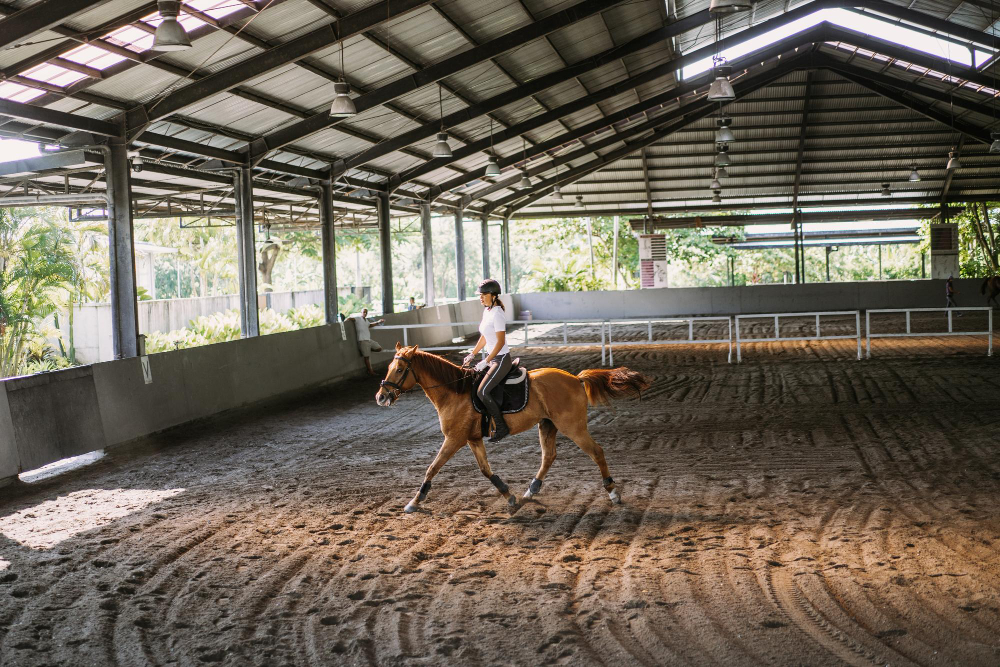 treinamento cavalo