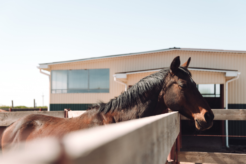 montar um haras