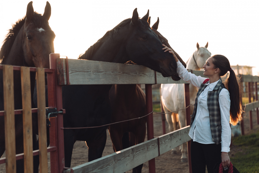 animais haras