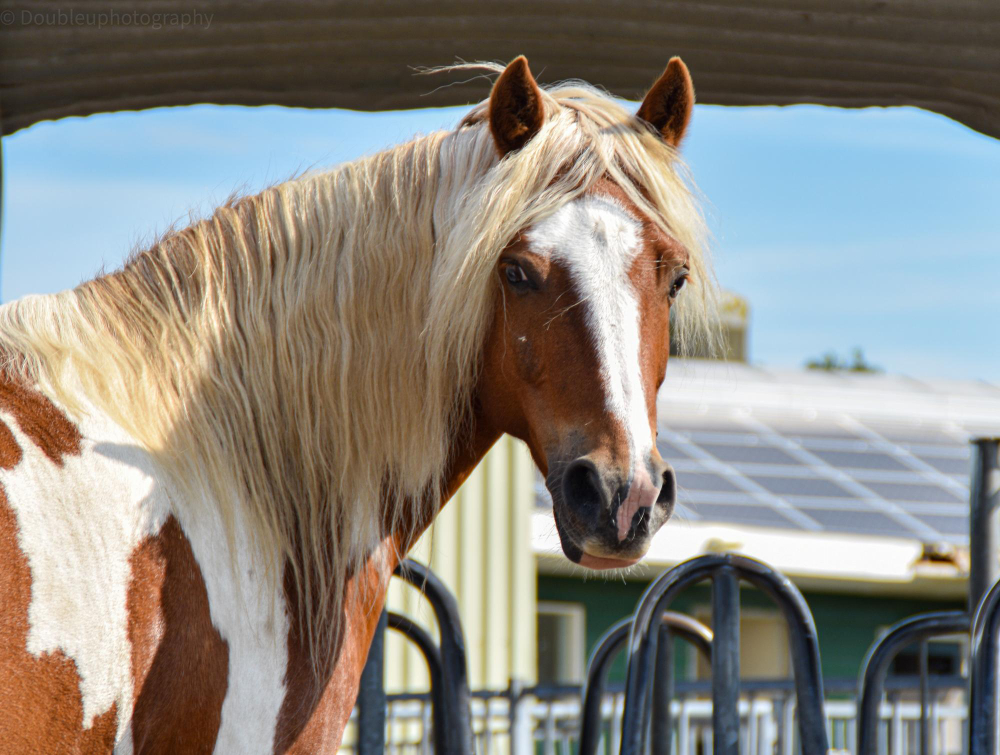 sustentabilidade haras