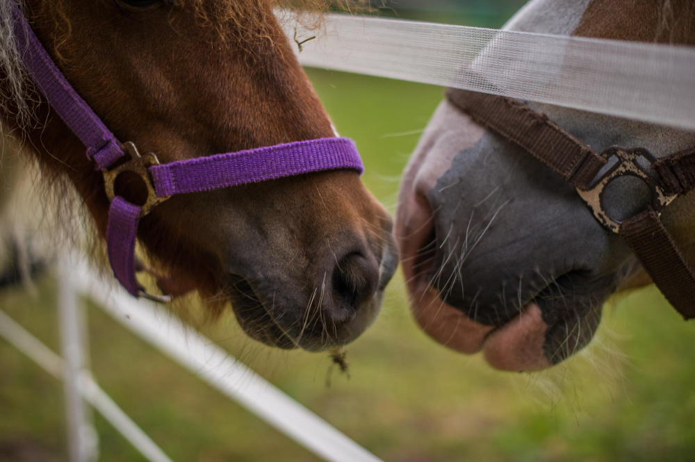 animais haras