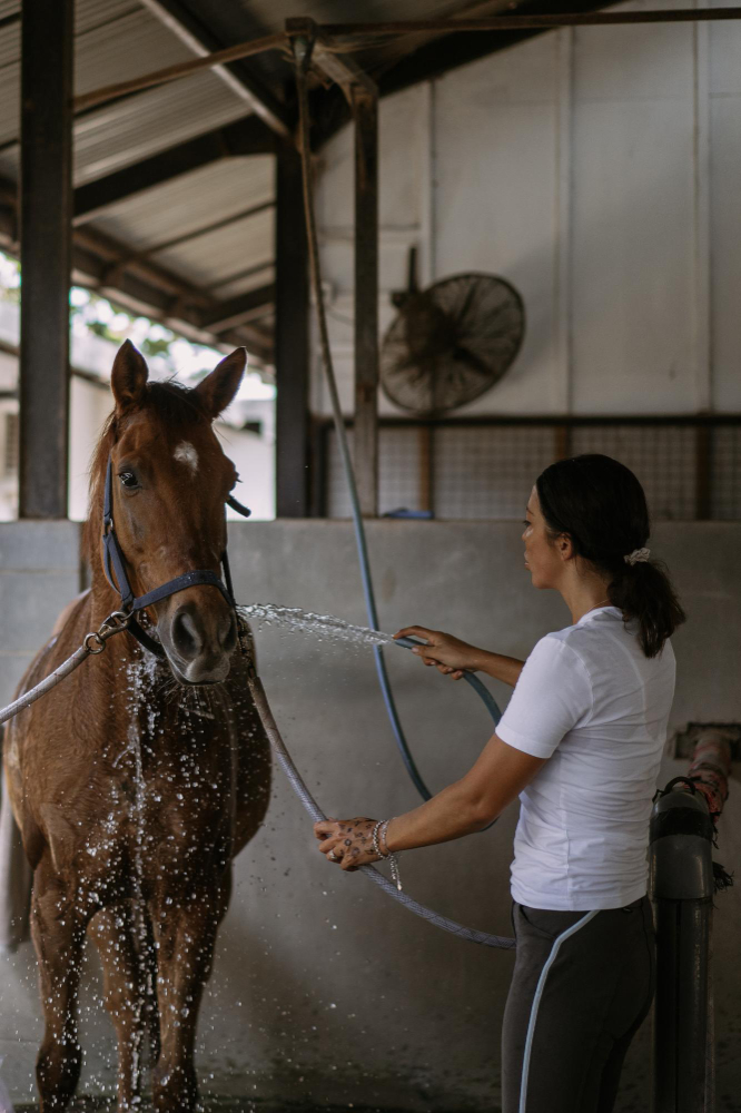 espaço cavalos