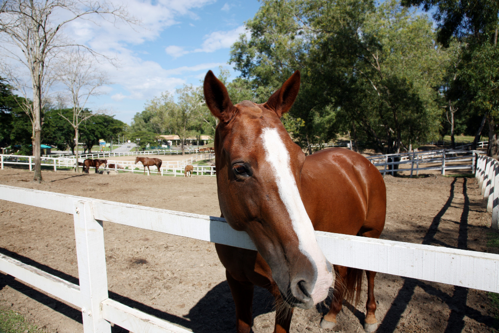 montar um haras