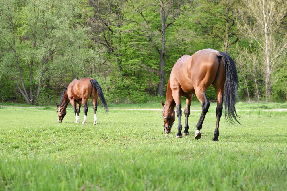 cavalos haras