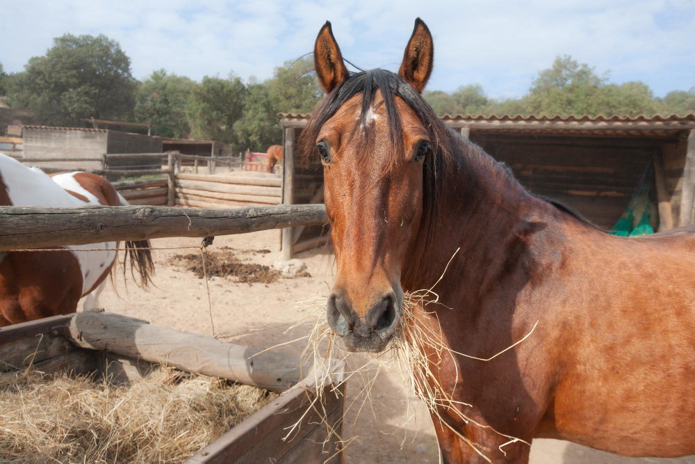 alimentação cavalo atleta