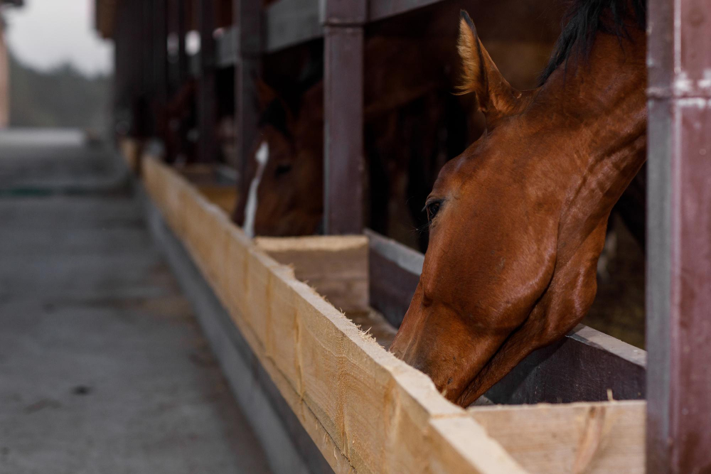 alimentação cavalo atleta