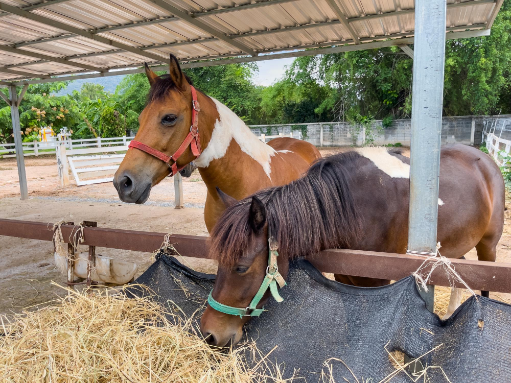 alimentação cavalo atleta