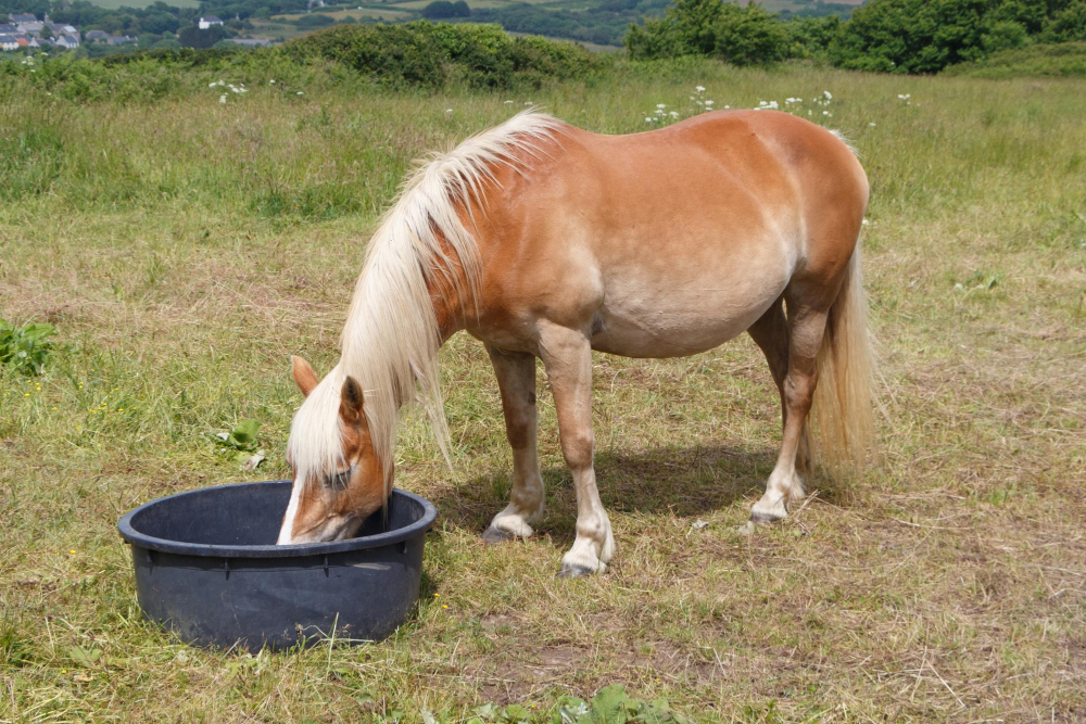 alimentação cavalo atleta