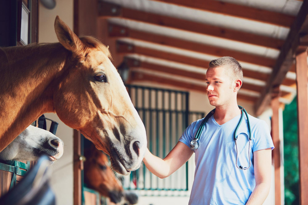 médico veterinário para o seu haras