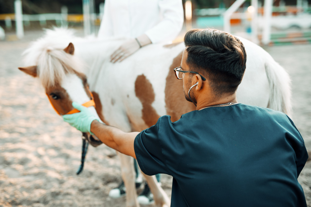 médico veterinário para o seu haras