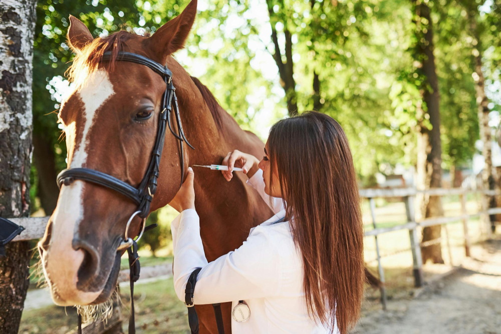 veterinário cavalo