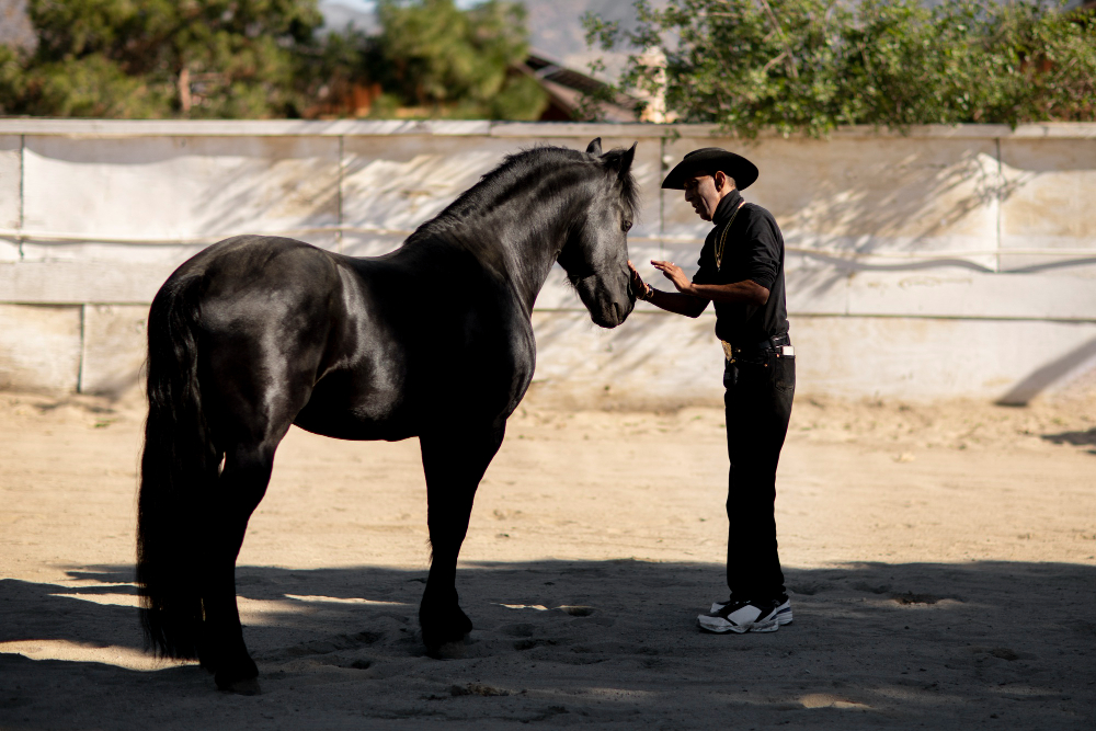 bem-estar-equino