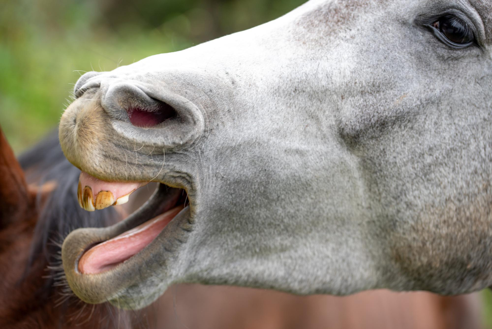 bem-estar equino