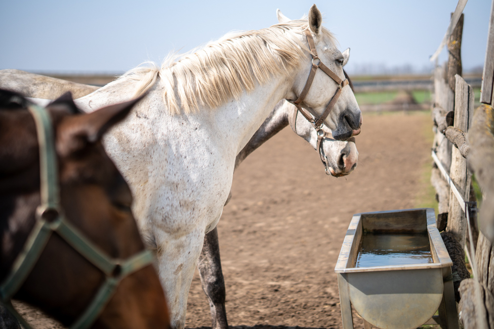 cavalo acima do peso
