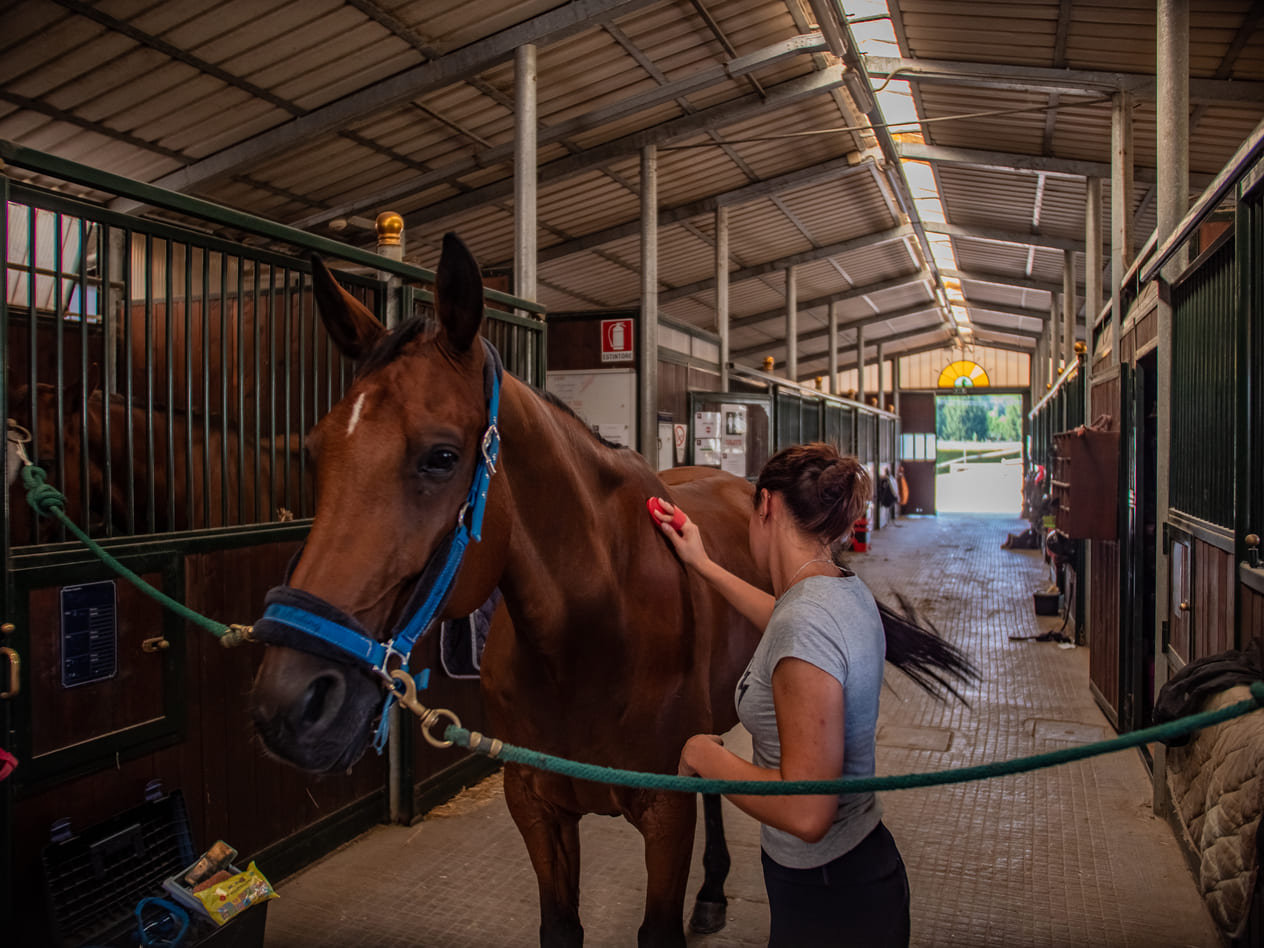 hospedagem de cavalos