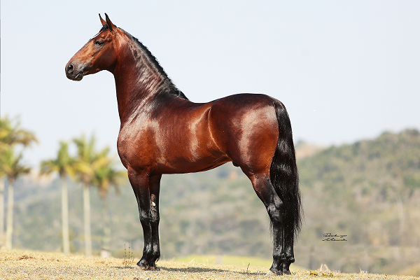 mangalarga marchador