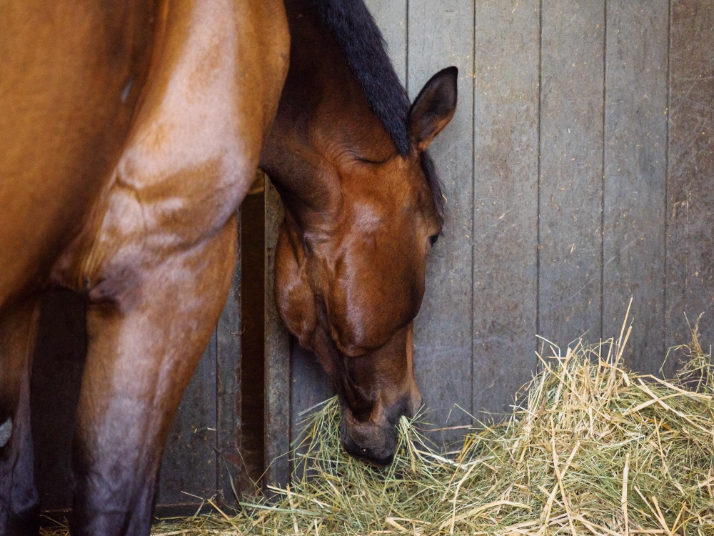 5 sentidos dos equinos