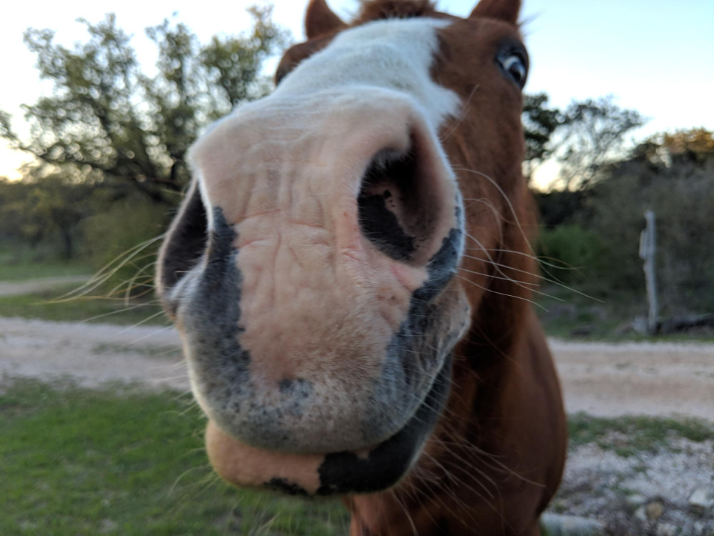5 sentidos dos equinos
