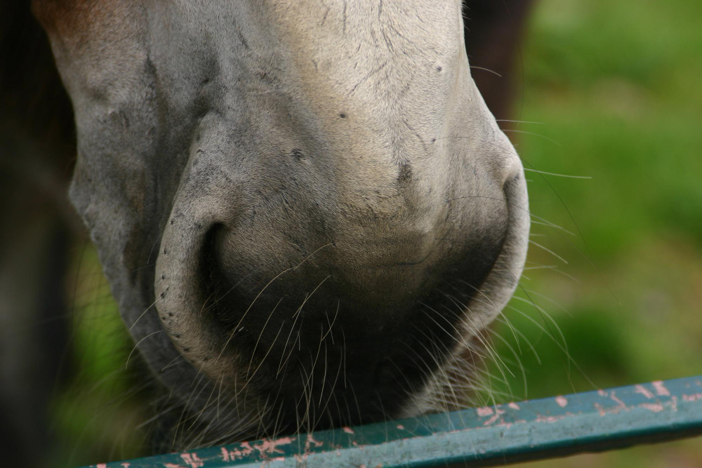 vibrissas cavalo
