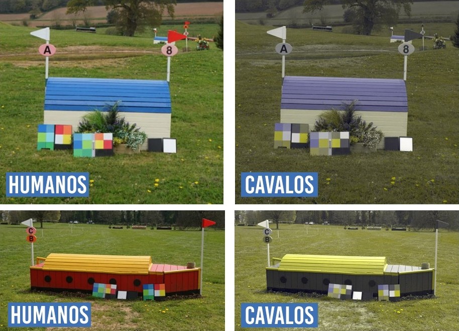 5 sentidos dos equinos