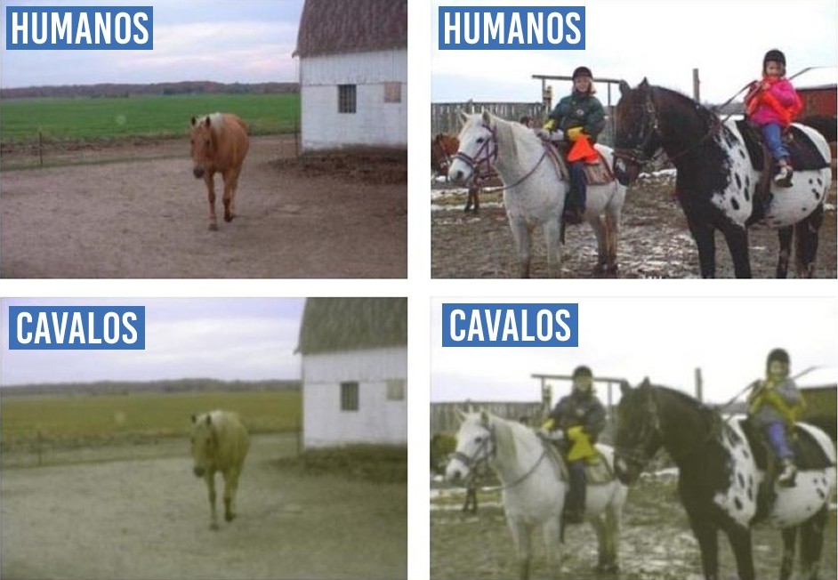 5 sentidos dos equinos