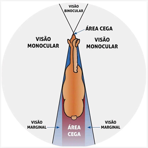 visão equinos