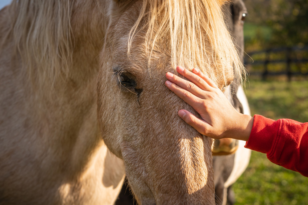 influenza equina
