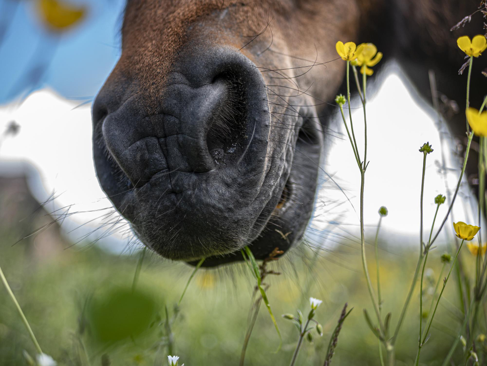 asma equina