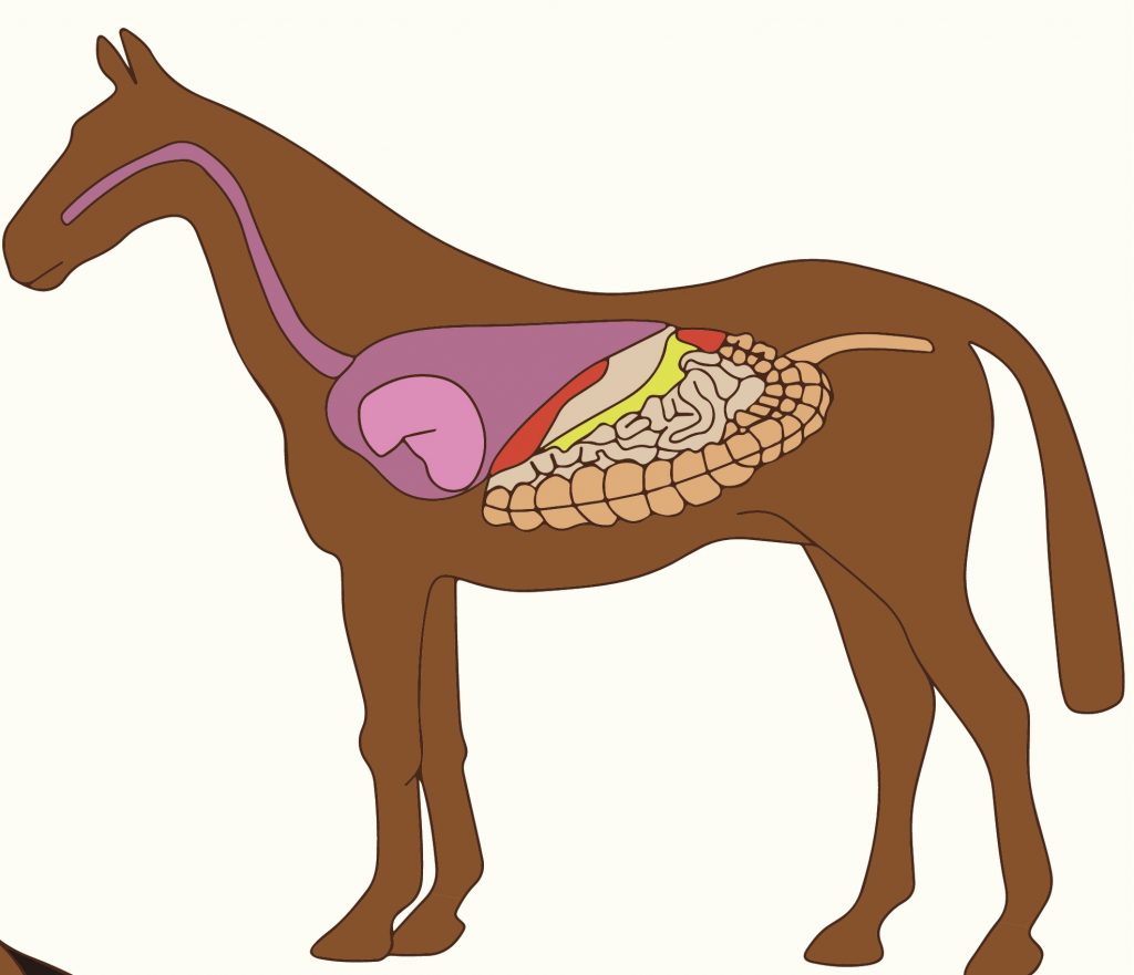 sistema digestivo equino