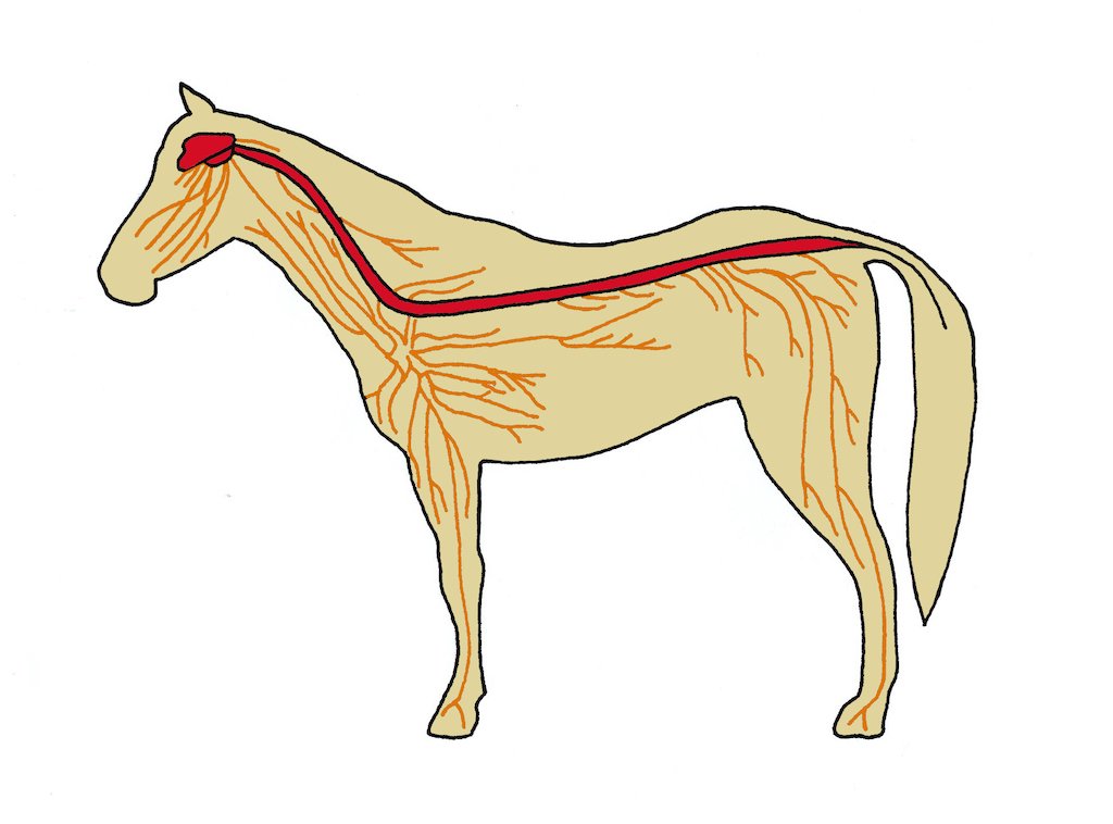 sistema nervoso equino