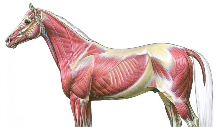 sistema muscular equino